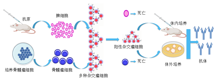 美迪西抗体开发平台.png 美迪西抗体开发平台.png